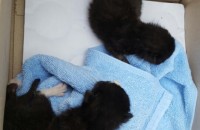 새끼고양이 두마리의 가족이 되실 분을 찾습니다.