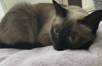 6살 샴 여아 자매 / 사랑이 많으 신분 찾고 있습니다.