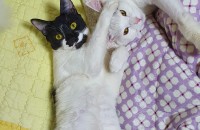 터키쉬앙고라,코숏 무료분양보냅니다.