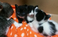 턱시도냥이와 양말냥이!