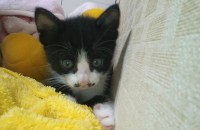 [경북경산] 턱시도고양이 분양합니다!