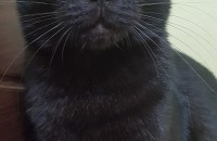 4살된 코숏 검은 고양이 입양보냅니다. (대구)