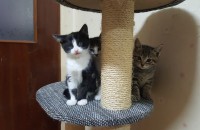 이쁜 아기 고양이 분양합니다