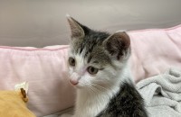 임보중인 암컷 새끼 한국고양이를 무료분양합니다.