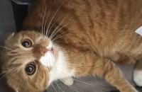 고양이 두마리 분양해요 스코티쉬폴드,코리안숏헤어