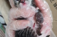 새끼고양이 분양합니다