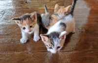 아기고양이 무료분양합니다