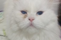 페르시안 클래식 6살 여아 무료분양합니다