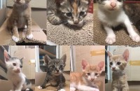 한달 된 아가들 분양합니다~