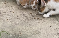 고양이 무료 분양 해드려요