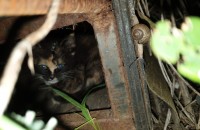 버려진 아기 고양이 임보중입니다.