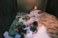 무료분양예약받습니다.