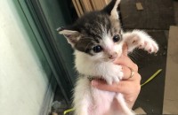 예쁜 애기들 무료분양합니다.