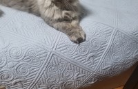 고양이 무료 분양 합니다.