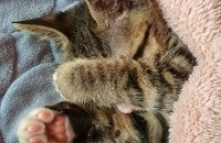 2개월 고등어아이 데려가주세요