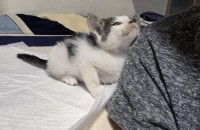 한달 남짓된 아기 고양이 분양합니다