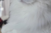 렉돌여아 데려가실분