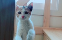 3개월된 여아 귀여운 냥이 분양합니다