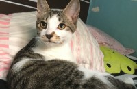 코숏 4개월 두마리분양