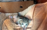 새끼 고양이 무료분양합니다.