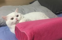 브리티쉬 숏헤어 하얀이 남아 2살 무료분양 합니다