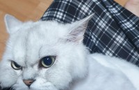 고양이무료분양