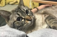 1년 8개월 성묘 샴 링스포인트 무료 분양합니다.(마산, 창원)