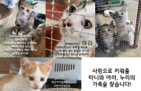 2개월된 아기고양이들의 가족을 찾습니다!