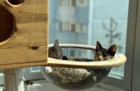 고양이 2마리 분양합니다