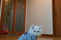 페르시안 남아 10개월이에요 ! :)