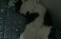 코숏 분양합니다