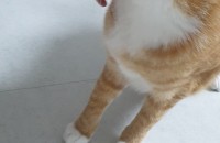 한국고양이 개냥이 분양합니다