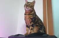 뱅갈고양이 분양합니다