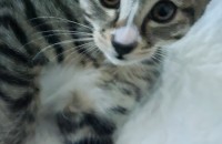 고양이 무료분양합니다.