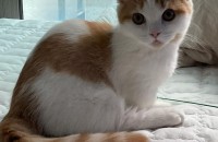 미묘 개냥이 두마리에요! 먼치킨,하이랜드폴드 (둘다 1살 중성화완료남아)