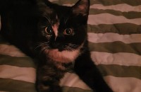 4개월 배변가리고 사료먹는 개냥이 분양합니다