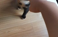 4개월 배변가리고 사료먹는 여아고양이 무료분양합니다(전북, 서울)