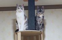 귀요미  양이 두마리  사랑으루 키워주실분~