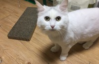 (분양완료)터앙 성묘를 분양합니다.