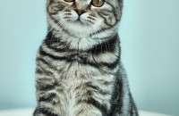 아메리칸숏헤어 무료분양