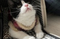 길 고양이 입양