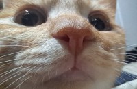 페르시안, 코숏 무료분양합니다~