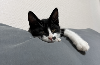 코숏 7개월 남아2 분양합니다. 치츠.턱시도