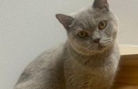 천안]브리티쉬 숏헤어 분양합니다