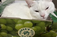 천안]먼치킨롱레그 분양합니다