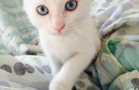 뽀야(고양이 이름)의 새 주인을 찾습니다!!