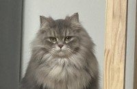 귀여운 고양이 두마리 동시분양 합니다.