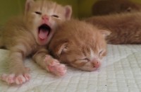 코숏 무료 2마리 분양 합니다