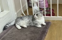 안녕하세요. 6개월 여아 먼치킨 분양합니다.