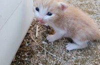 아기 고양이 무료분양